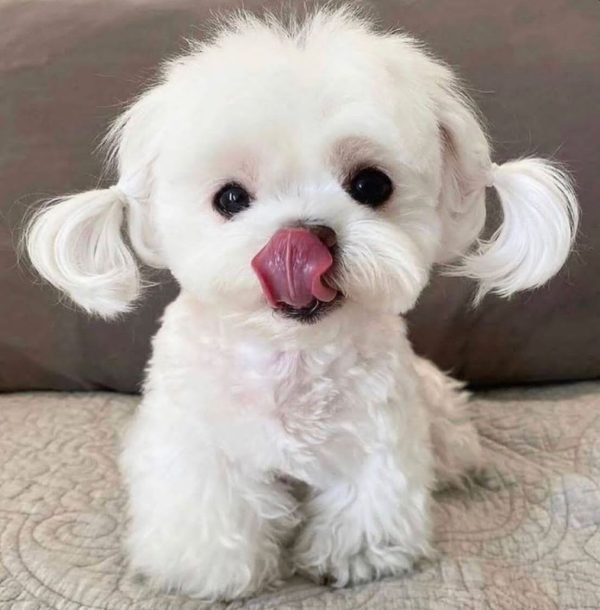 سگ مالتیز Maltese dog